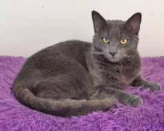 I don't mind if you pick me up and I love to talk. I'm a sweet boy and I live in the open room with other cats - so if you give me time and introduce me to another cat the correct way - I would be ok.