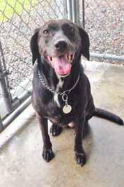 My name is Lexi and I m a sweet girl who was found wandering around Holden Beach. I d love a fenced yard to run and play in, not to mention some long walks or runs on the beach!