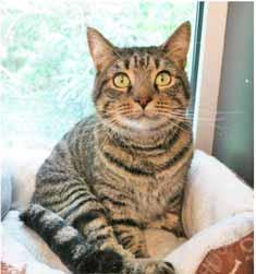 Won t you come over and meet me? I ll be very happy to show you just how well I fit in your arms. Call Pender Humane Society at 910-259- 7022 if you need driving directions or more info.