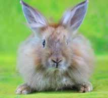 Adoption Options We are all from different Animal Rescues. Please read our stories! NHC RABBIT RESCUE OF WILMINGTON My name is Teddy Bear (RR70) and I m a Lionhead who s been neutered.
