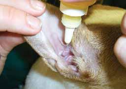 The result is excess wax production, inflammation, infection and pain. Lifelong attention is often needed. Ear cleaning is vital. For sore ears this may have to be done under anaesthetic.