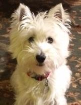 She is the most loving little dog I have every seen, says Ellen, her foster mom, Molly loves people, other dogs