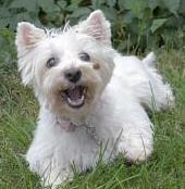 grown. Molly is highly intelligent, learns quickly and is full of Westie attitude and curiosity.