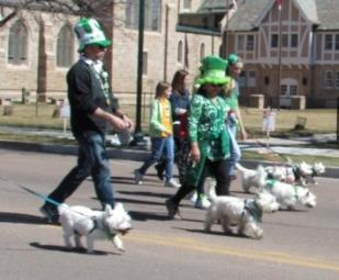 Join Us 2016 St. Patrick's Day Parade Always a show stopper at the Colorado Spring s St. Patrick s Day Parade - you and your Westies are invited to join the WRN Marching team. Everyone Is Welcome!