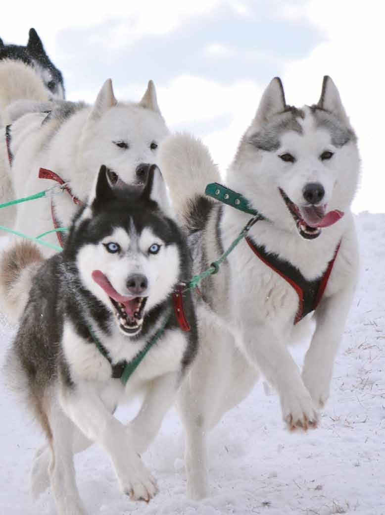 UP CLOSE History and science Why were dogsled teams