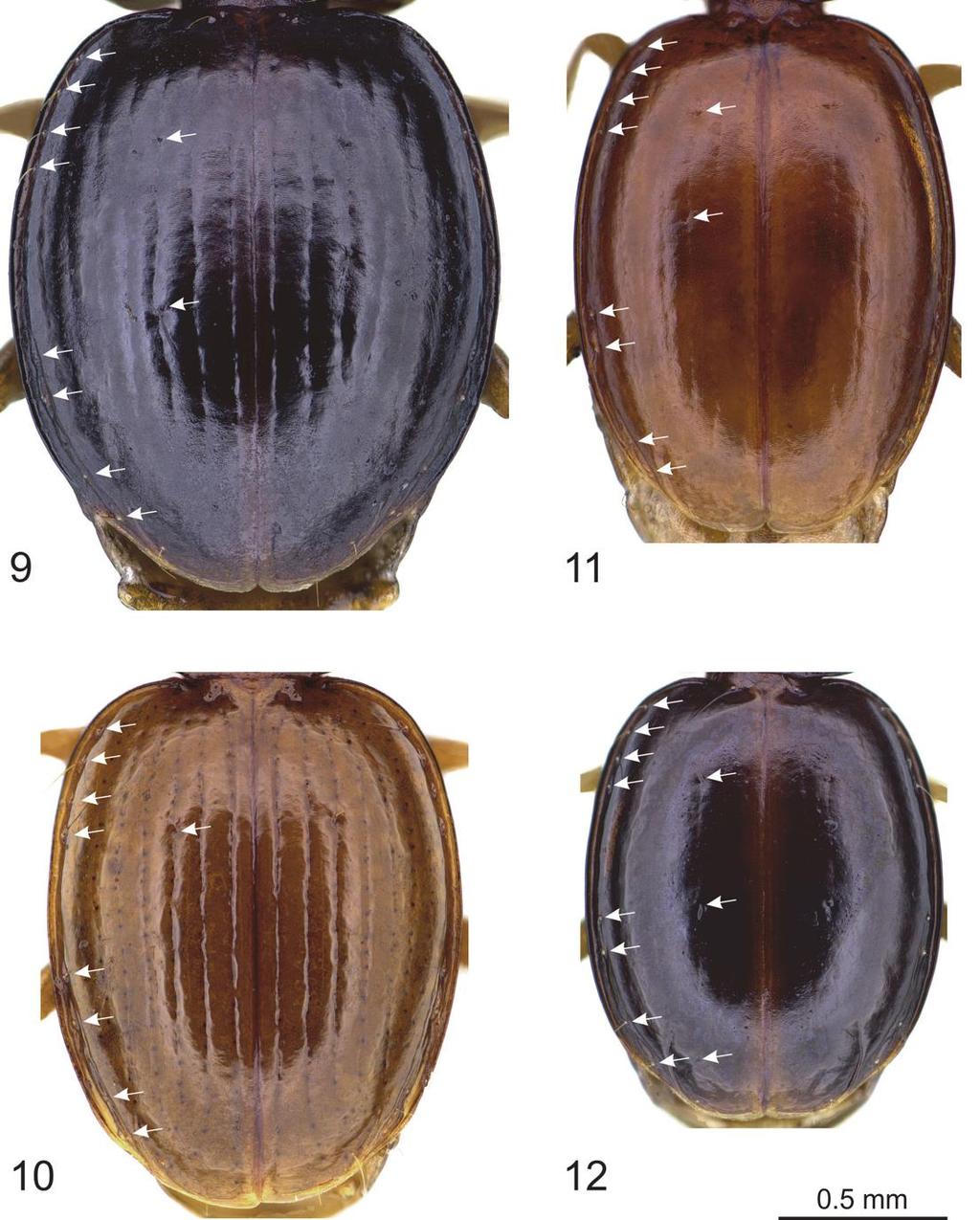 European Journal of Taxonomy 446: 1 82 (2018) Figs 9 12. Trechus spp., elytra. 9. T. mattisi sp. nov., paratype,. 10. T. transversicollis sp. nov., holotype. 11. T. minitrechus sp.