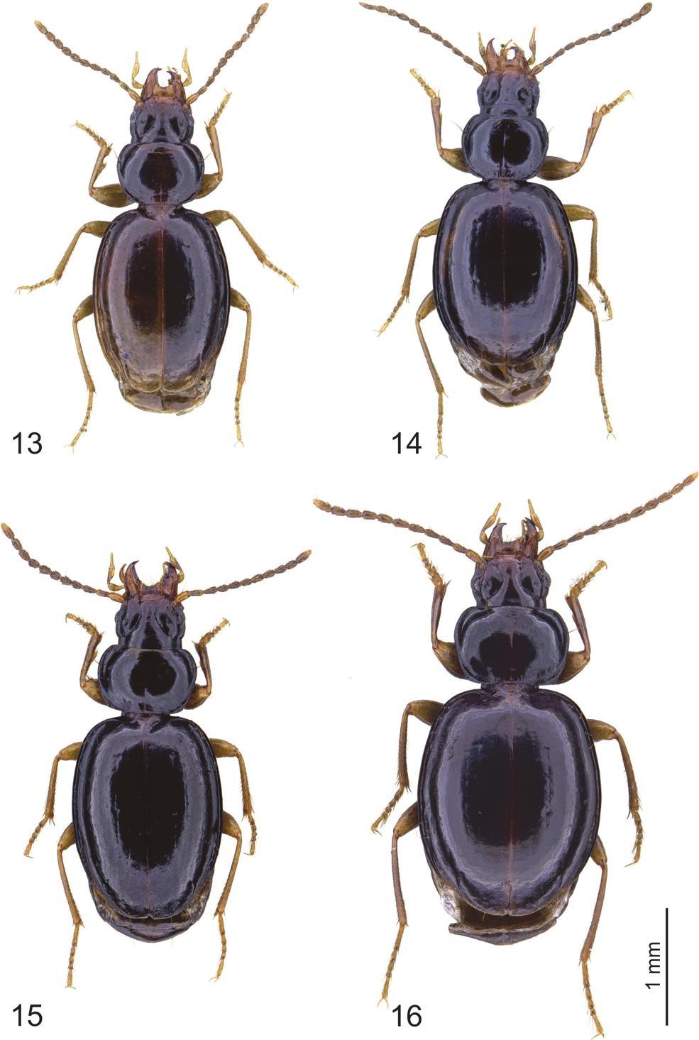 European Journal of Taxonomy 446: 1 82 (2018) Figs 13 16. Trechus spp., habitus. 13. T. rira sp. nov., holotype.
