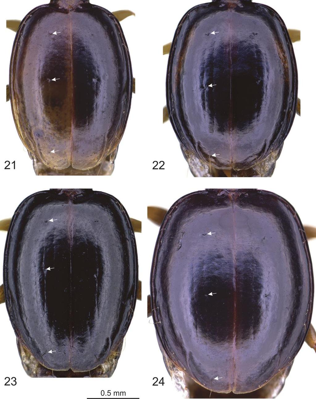 European Journal of Taxonomy 446: 1 82 (2018) Figs 21 24. Trechus spp., elytra. 21. T. rira sp. nov., holotype. 22. T. iridescens sp. nov., holotype. 23.