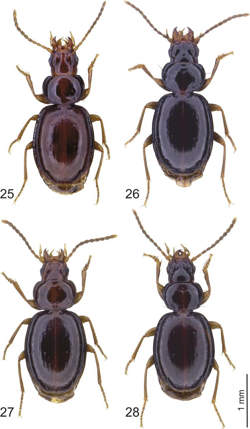European Journal of Taxonomy 446: 1 82 (2018) Figs 25 28. Trechus spp., habitus. 25. T. dodola sp. nov.