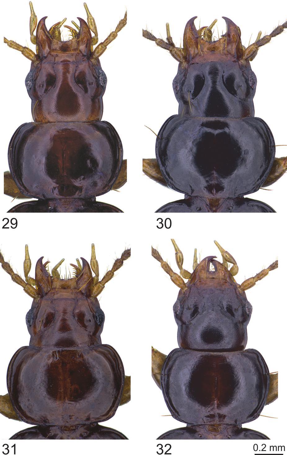European Journal of Taxonomy 446: 1 82 (2018) Figs 29 32. Trechus spp., head, pronotum. 29. T. dodola sp. nov.