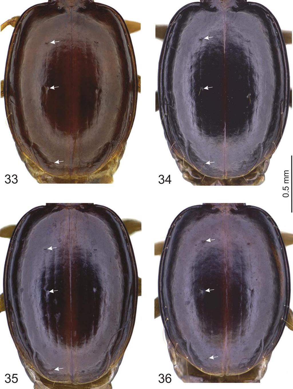 European Journal of Taxonomy 446: 1 82 (2018) Figs 33 36. Trechus spp., elytra. 33. T. dodola sp. nov., holotype. 34. T. adaba sp. nov., paratype,. 35.