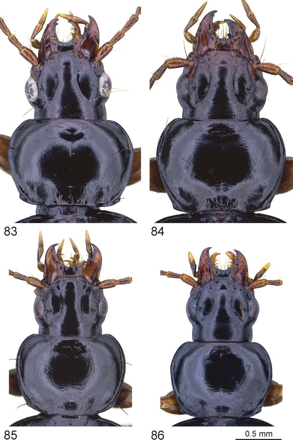 European Journal of Taxonomy 446: 1 82 (2018) Figs 83 86. Trechus spp., head, pronotum. 83. T. wiersbowskyi sp. nov.