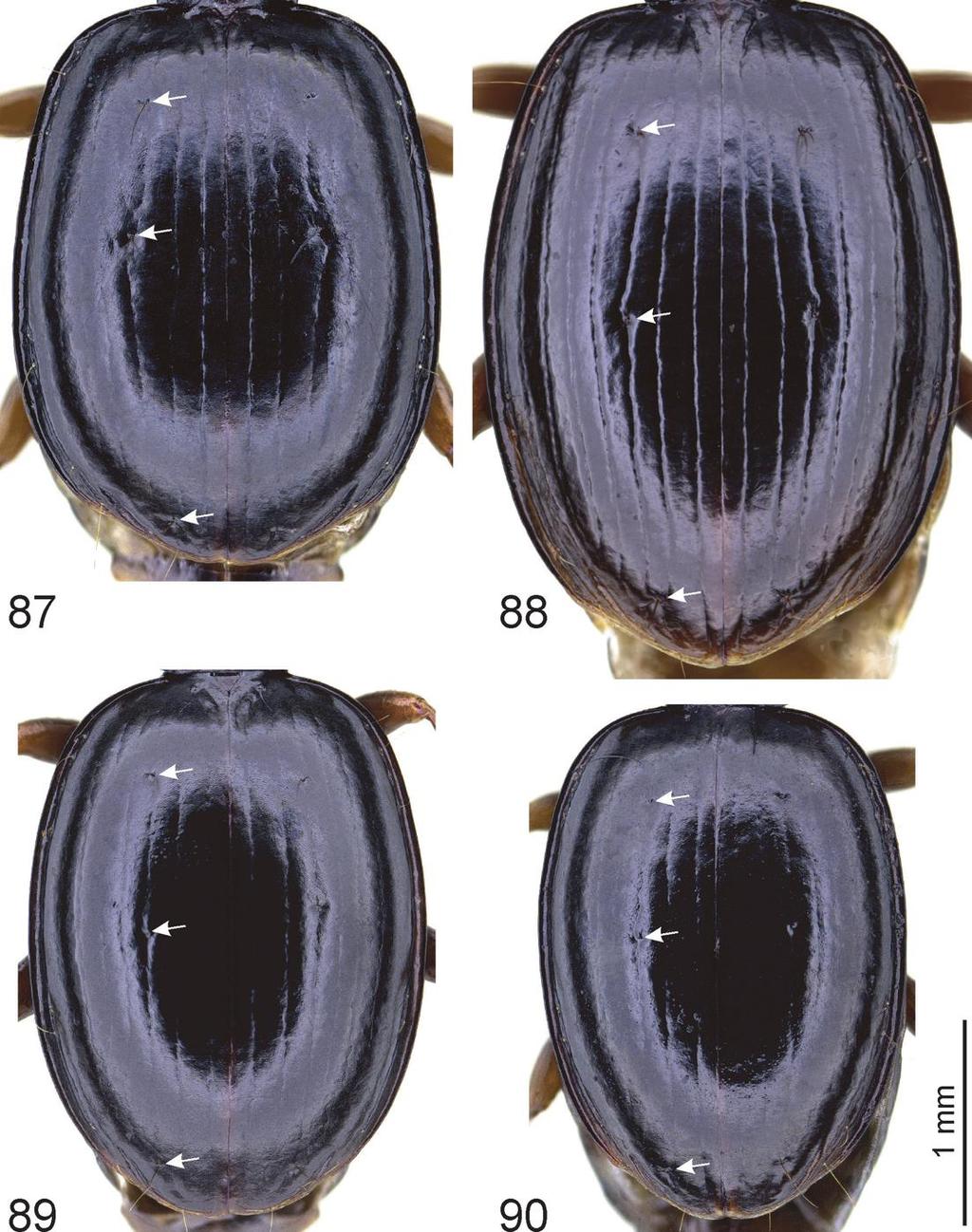 SCHMIDT J. & FAILLE A., Revision of Trechus Clairville, 1806 Figs 87 90. Trechus spp., elytra. 87. T. wiersbowskyi sp. nov., paratype,. 88. T. grandipennis sp. nov., holotype.