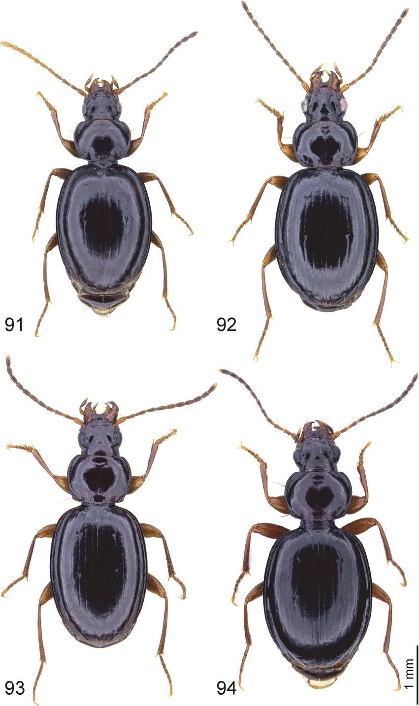 European Journal of Taxonomy 446: 1 82 (2018) Figs 91 94. Trechus spp., habitus. 91. T. fisehai sp. nov., paratype,. 92. T. angavoensis sp.