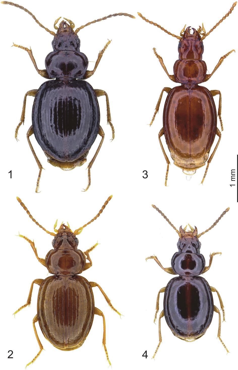 European Journal of Taxonomy 446: 1 82 (2018) Figs 1 4. Trechus spp., habitus. 1. T. mattisi sp. nov., paratype,. 2.