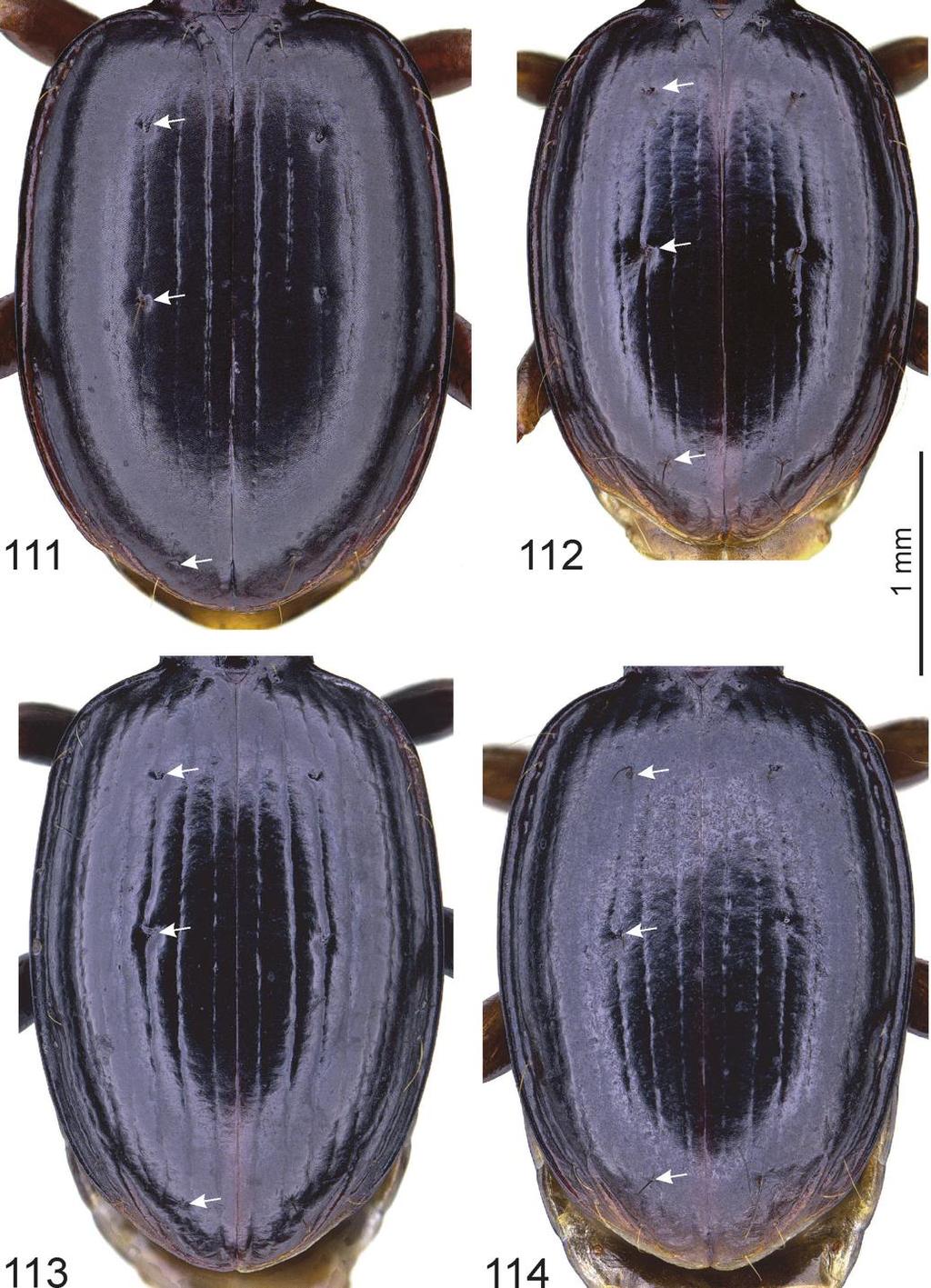 European Journal of Taxonomy 446: 1 82 (2018) Figs 111 114. Trechus spp., elytra. 111. T. haggei sp. nov., paratype,. 112. T. tragelaphus sp. nov., holotype. 113.