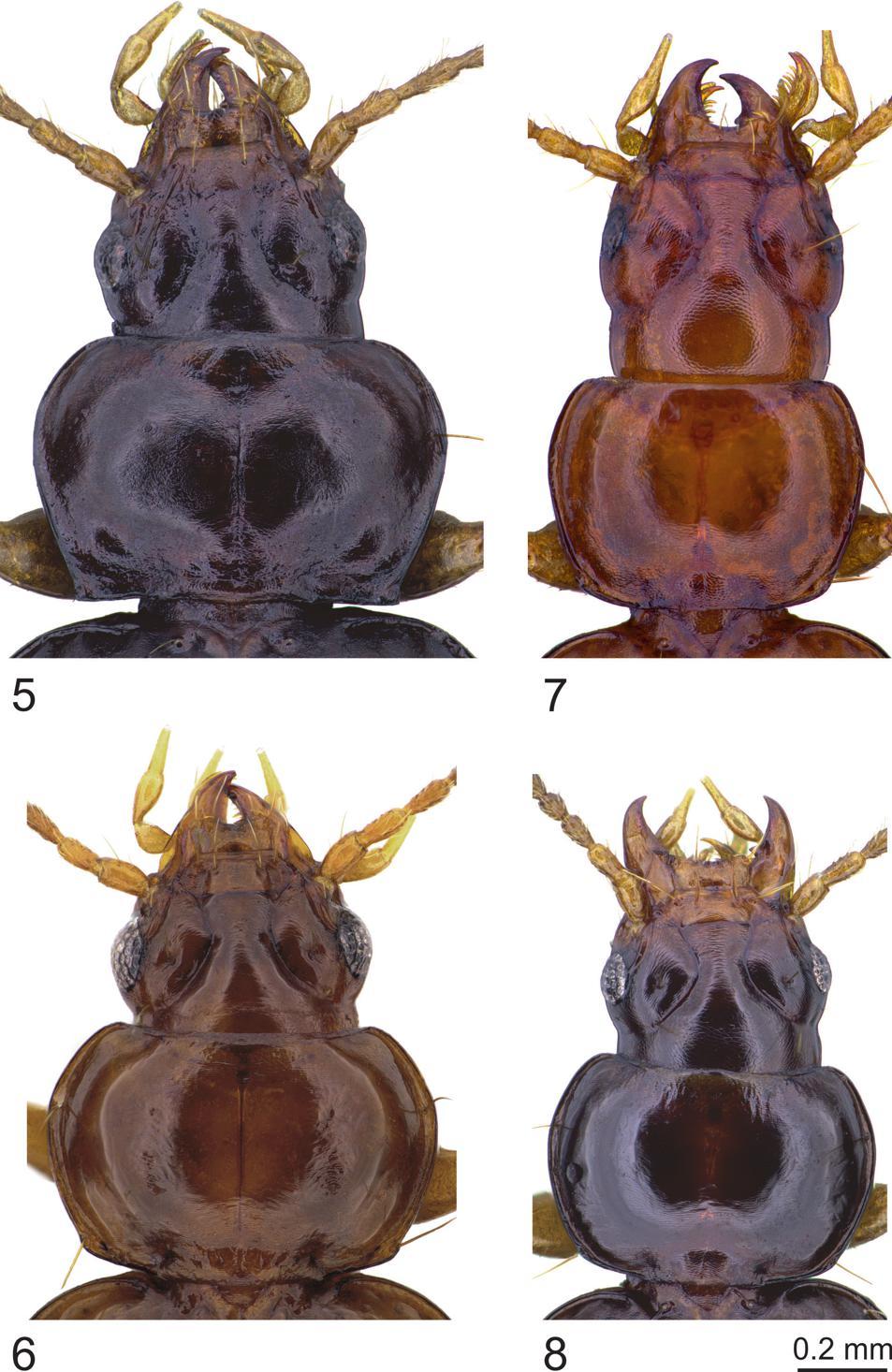 European Journal of Taxonomy 446: 1 82 (2018) Figs 5 8. Trechus spp., head, pronotum. 5. T. mattisi sp. nov., paratype,.
