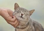 How to Greet a Cat Touch is the