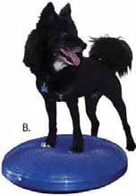 Core strength is a fundamental element used by your dog to control its body when jumping, turning, running.