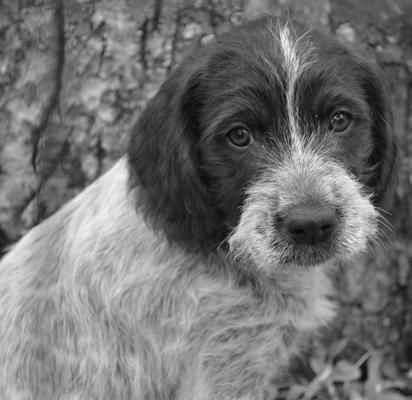 June The 2011 Gun WPGCA Dog E &R FOUNDATION Supreme Page NEWS BULLETIN of the WIREHAIRED POINTING GRIFFON CLUB OF AMERICA EDUCATION & RESEARCH FOUNDATION http://www.gundogsupreme.