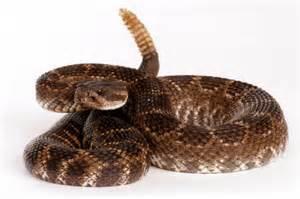 Rattlesnake Envenomation (RSE) Rattlesnake encounters and rattlesnake envenomation (RSE) is not an extremely common occurrence in the Monterey Bay area, however it still possible to encounter this