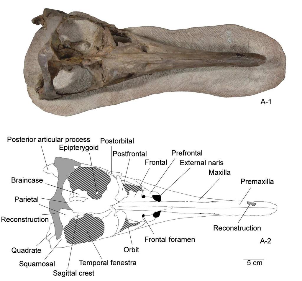 Figure 4 - the skull of PMO201.956 in dorsal view.