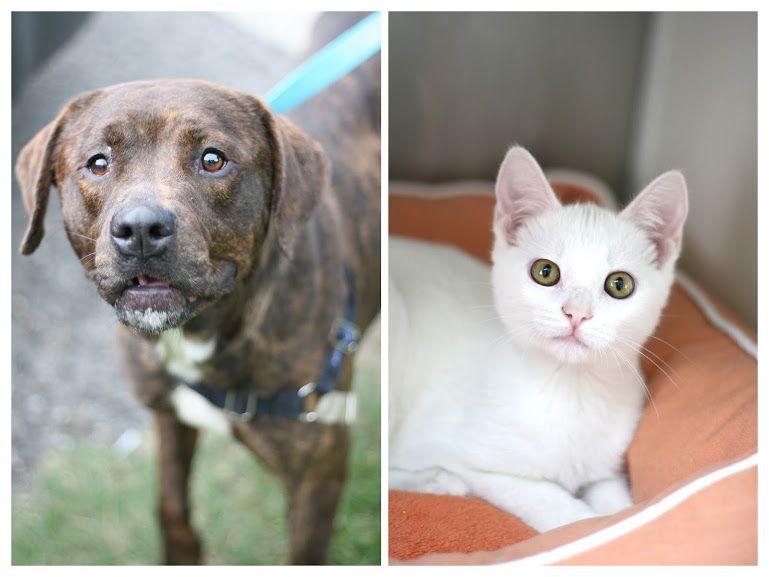 Adoptions Total adoptions this year - 917 (as of 8/31) 117 adoptions in August! (8/1-8/31) Dogs: 26 Cats: 81 Rabbits: 3 Guinea Pigs: 6 Thank you!
