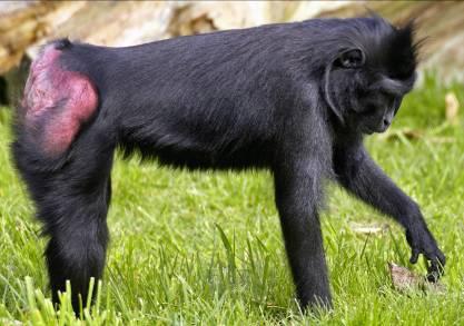 9. SULAWESI CRESTED MACAQUE What habitat do they live in?