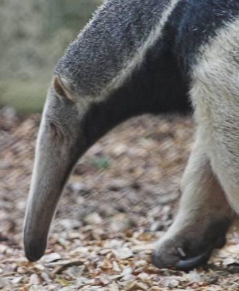 GIANT ANTEATER What habitat does this animal live in: What type of food