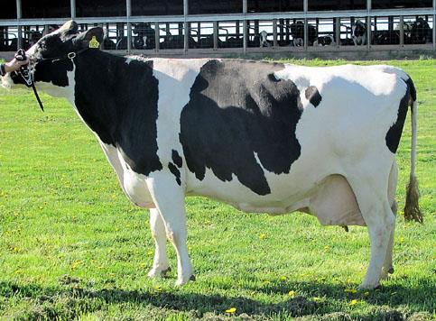 HEADLINES: Holstein is invisible cow': Trouble-free animal nears lifetime milk record in just 10 lactations Betzoldvale Scott Mar.