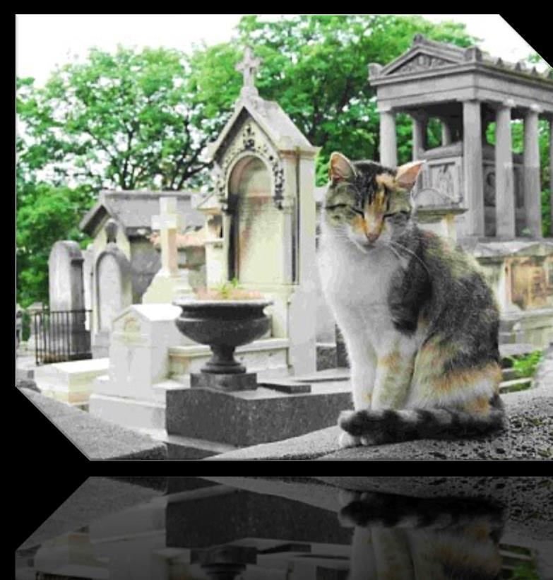 Paws2Heaven was developed in 2003 after the death of the owner s beloved cat, Benny.