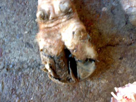 the foot was done grossly and the lesions were photographed using digital camera. Tissue specimens were collected from the gross lesions and were fixed in 10% formalin for 48 hours.