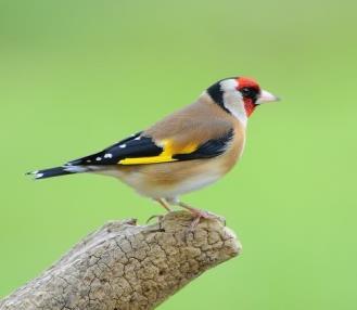19 INTRODUCED BIRDS in BACKYARDS European Goldfinch Description: Introduced to Australia in the nineteenth century, the European Goldfinch is one of only two 'true finches' in Australia (the other is