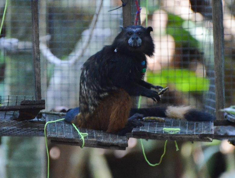 During my first week I was trained and taught about the research project I was to help out with, the topic of which was focused on colour vision in tamarin monkeys small, tree-dwelling primates.