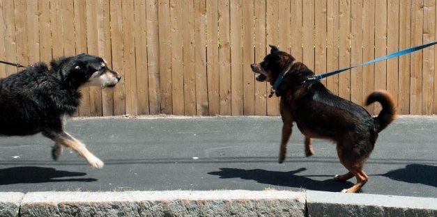 Leash-reactive dogs Some training methods Classical conditioning