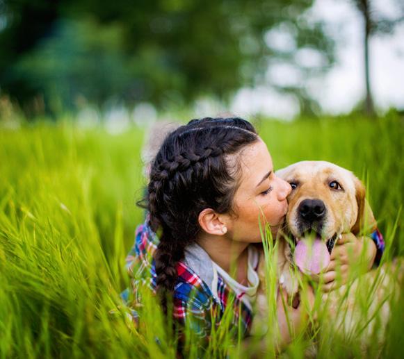 Ticks can latch onto your dog when walking in tall grass or near shrubs.