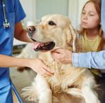 How can I protect my dog against Lyme disease? A comprehensive tick control protocol is recommended.