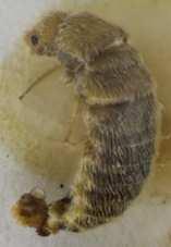 Carpet Beetles (continued)
