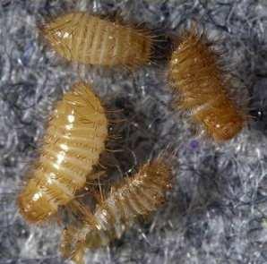 Carpet beetle and Hide beetle larvae Stout, body