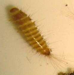 Megatoma undata NB Anthrenus larvae of all kinds are