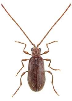 hololeucus Australian spider beetle Ptinus
