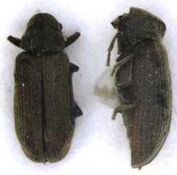 Furniture beetle, Biscuit beetles and allies Cigarette beetle Lasioderma serricorne Compare size, profile, colour and