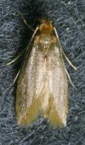 moth Tinea pellionella