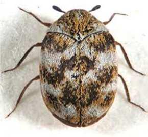 Beetle pests and environmental indicators Order Coleoptera Beetles are winged; the first pair of wings (elytra or wing cases) is hardened and shell-like, and close over the hind wings protecting them.