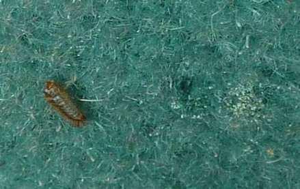 Identification: larva Larvae have long hairs on the body, short brushes of hairs on the last few tail segments and a long tuft of hairs at the hind end of the body.
