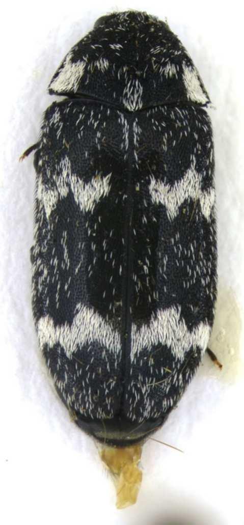 A carpet beetle - Megatoma undata Shape: elongate oval. Colour: black with distinctive and bold pattern of white scales, forming two zig-zag bands on each wing case, and three spots on the thorax.