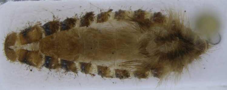 Superficially similar to Trogoderma angustum but easily distinguished by the larger size and brighter pattern, which is formed by scales rather than hairs.