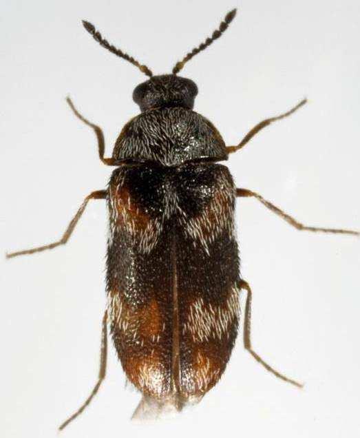 Berlin beetle - Trogoderma angustum Other name: Stockholm beetle Shape: body elongate, males parallel sided, the females slightly widened behind.