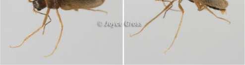 Body length 2-5 mm (female), 2-3 mm (male). Pictures show wingless female above and winged males below.