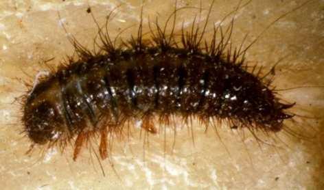 Dermestes lardarius adults Identification: larva Dermestes larvae are black, bristly and have a pair of stout curved spikes on the tail.